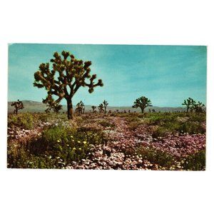 Vintage Postcard Mojave Desert California Joshua Tree Floral Landscape Roadside